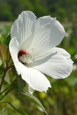 Rose Mallow Hardy Hibiscus (Hibiscus Moscheutos) - 1 Gallon Pot 13 Rose Mallow Hardy Hibiscus (Hibiscus Moscheutos) - 1 Gallon Pot -Garden Plant Shop hibiscus mosheutos swamp rose mallow 7 1