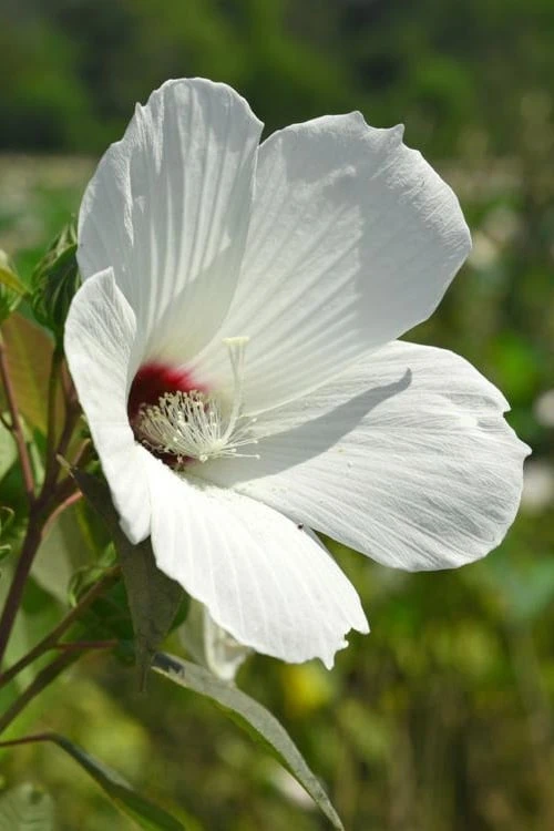 Rose Mallow Hardy Hibiscus (Hibiscus Moscheutos) - 2.5 Quart Pot 6 Rose Mallow Hardy Hibiscus (Hibiscus Moscheutos) - 2.5 Quart Pot - Image 6