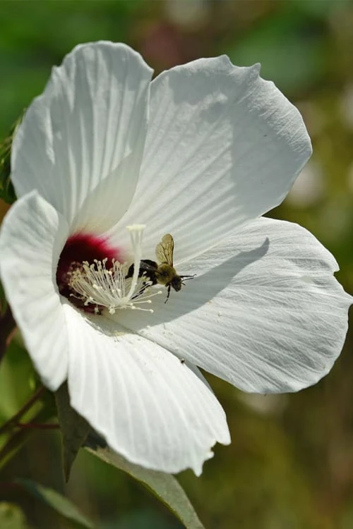 Rose Mallow Hardy Hibiscus (Hibiscus Moscheutos) - 1 Gallon Pot 4 Rose Mallow Hardy Hibiscus (Hibiscus Moscheutos) - 1 Gallon Pot - Image 4