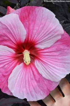 Starry Night Hardy Hibiscus (Rose Mallow) - 1 Gallon Pot -Garden Plant Shop hibiscus starry night rose mallow 2