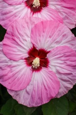 Summerific Spinderella Hibiscus (Rose Mallow) - 2 Gallon Pot