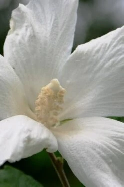 Diana White Rose Of Sharon (Althea) - Hibiscus Syriacus - 1 Gallon Pot 9 Diana White Rose Of Sharon (Althea) - Hibiscus Syriacus - 1 Gallon Pot -Garden Plant Shop hibiscus syriacus diana rose of sharon 2