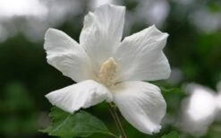 Diana White Rose Of Sharon (Althea) - Hibiscus Syriacus - 1 Gallon Pot 10 Diana White Rose Of Sharon (Althea) - Hibiscus Syriacus - 1 Gallon Pot -Garden Plant Shop hibiscus syriacus diana rose of sharon 3