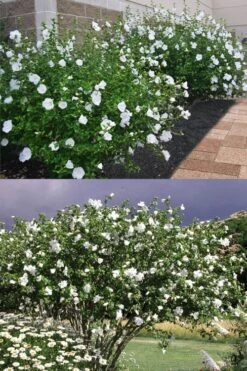 Diana White Rose Of Sharon (Althea) - Hibiscus Syriacus - 1 Gallon Pot 11 Diana White Rose Of Sharon (Althea) - Hibiscus Syriacus - 1 Gallon Pot -Garden Plant Shop hibiscus syriacus diana rose of sharon 4