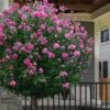 Lucy Rose Of Sharon (Single Trunk Tree) - 7 Gallon Pot (4-5')