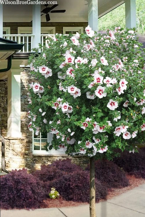 Morning Star Rose Of Sharon (Single Trunk Tree) - 7 Gallon Pot (3-4') 1 Morning Star Rose Of Sharon (Single Trunk Tree) - 7 Gallon Pot (3-4')