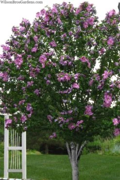 Violet Satin Rose Of Sharon (Hibiscus / Althea) - 3 Gallon Pot -Garden Plant Shop hibiscus syriacus violet satin rose of sharon 2