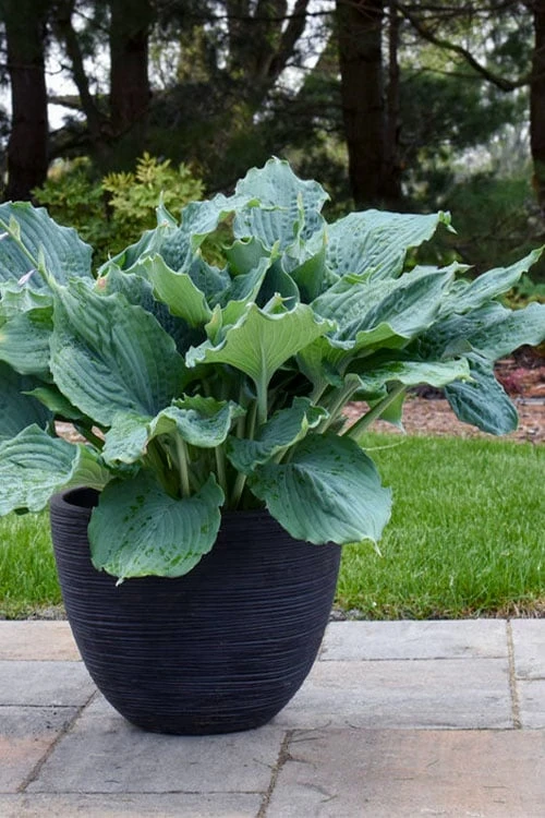 Diamond Lake Hosta Lily - 1 Gallon Pot 5 Diamond Lake Hosta Lily - 1 Gallon Pot - Image 5