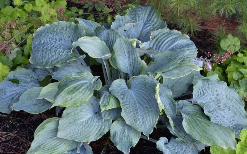 Diamond Lake Hosta Lily - 1 Gallon Pot 4 Diamond Lake Hosta Lily - 1 Gallon Pot - Image 4