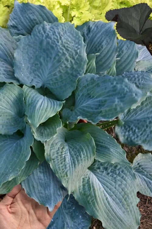 Diamond Lake Hosta Lily - 1 Gallon Pot 1 Diamond Lake Hosta Lily - 1 Gallon Pot