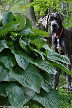 Empress Wu Giant Hosta Lily - 2 Gallon Pot 13 Empress Wu Giant Hosta Lily - 2 Gallon Pot -Garden Plant Shop hosta lily empress wu 205