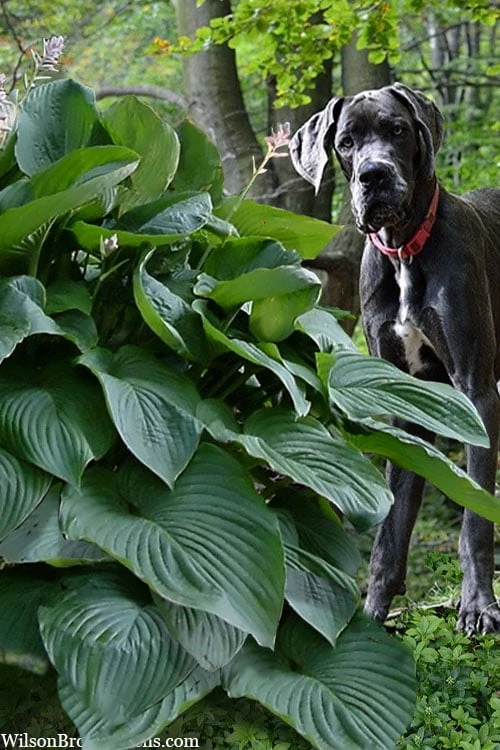 Empress Wu Giant Hosta Lily - 2 Gallon Pot 7 Empress Wu Giant Hosta Lily - 2 Gallon Pot - Image 7