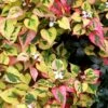 Chameleon Plant (Houttuynia Cordata) - 1 Gallon Pot
