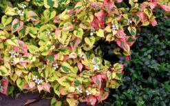 Chameleon Plant (Houttuynia Cordata) - 1 Gallon Pot -Garden Plant Shop houttuynia cordata chameleon plant 3
