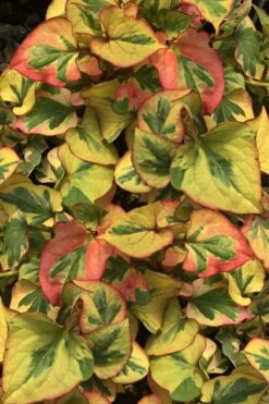 Chameleon Plant (Houttuynia Cordata) - 1 Gallon Pot -Garden Plant Shop houttuynia cordata chameleon plant 4