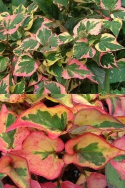 Chameleon Plant (Houttuynia Cordata) - 1 Gallon Pot -Garden Plant Shop houttuynia cordata chameleon plant 6