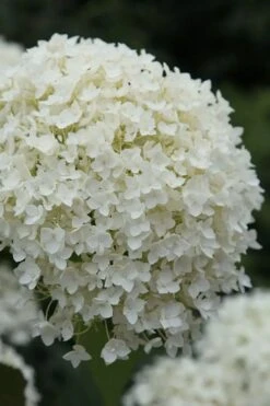 Annabelle Hydrangea - 3 Gallon Pot -Garden Plant Shop hydrangea arborescens annabelle 12