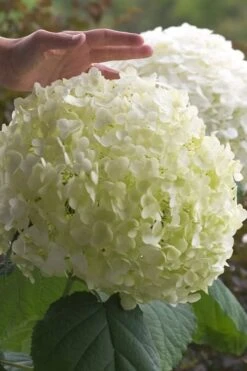 Incrediball Smooth Hydrangea - 3 Gallon Pot -Garden Plant Shop hydrangea arborescens incrediball 10