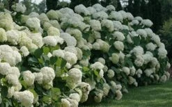 Incrediball Smooth Hydrangea - 3 Gallon Pot -Garden Plant Shop hydrangea arborescens incrediball 12