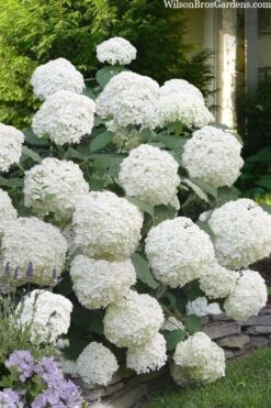 Incrediball Smooth Hydrangea - 3 Gallon Pot -Garden Plant Shop hydrangea arborescens incrediball 16