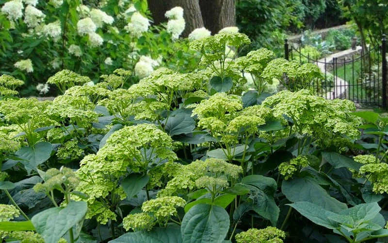 Invincibelle Sublime Smooth Hydrangea - 3 Gallon Pot 9 Invincibelle Sublime Smooth Hydrangea - 3 Gallon Pot - Image 9