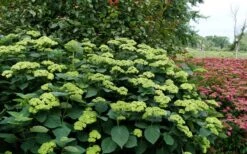 Invincibelle Sublime Smooth Hydrangea - 3 Gallon Pot 13 Invincibelle Sublime Smooth Hydrangea - 3 Gallon Pot -Garden Plant Shop hydrangea arborescens invincibelle sublime 8