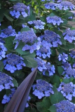 Bluebird Hydrangea - 3 Gallon Pot