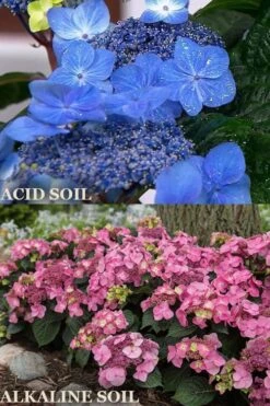 Endless Summer 'Pop Star' Hydrangea - 3 Gallon Pot -Garden Plant Shop hydrangea endless summer pop star 1