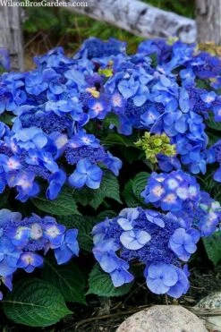 Endless Summer 'Pop Star' Hydrangea - 3 Gallon Pot
