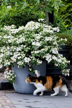 Fairytrail Bride Cascade Hydrangea - 2 Gallon Pot 9 Fairytrail Bride Cascade Hydrangea - 2 Gallon Pot -Garden Plant Shop hydrangea fairytrail bride 7