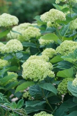 Invincibelle Sublime Smooth Hydrangea - 3 Gallon Pot 15 Invincibelle Sublime Smooth Hydrangea - 3 Gallon Pot -Garden Plant Shop hydrangea invincibelle sublime 500x750 1