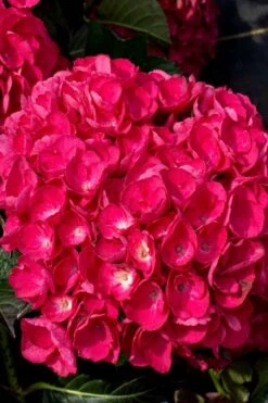 Akadama Hydrangea - 3 Gallon Pot -Garden Plant Shop hydrangea macrophylla akadama 6