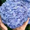 Big Daddy Hydrangea - 3 Gallon Pot