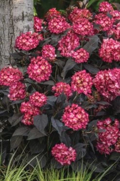 Eclipse Bigleaf Hydrangea - 3 Gallon Pot -Garden Plant Shop hydrangea macrophylla eclipse 3