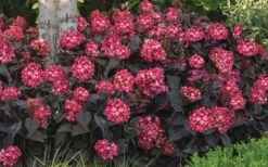 Eclipse Bigleaf Hydrangea - 3 Gallon Pot -Garden Plant Shop hydrangea macrophylla eclipse 4