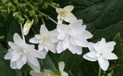 Fuji Waterfall Hydrangea - 3 Gallon Pot -Garden Plant Shop hydrangea macrophylla fuji waterfall 2