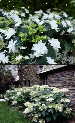 Fuji Waterfall Hydrangea - 3 Gallon Pot -Garden Plant Shop hydrangea macrophylla fuji waterfall 4