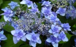 Izu No Hana Lacecap Hydrangea - 3 Gallon Pot -Garden Plant Shop hydrangea macrophylla izu no ito 4