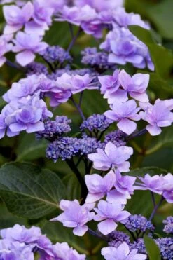 Izu No Hana Lacecap Hydrangea - 3 Gallon Pot -Garden Plant Shop hydrangea macrophylla izu no ito 9