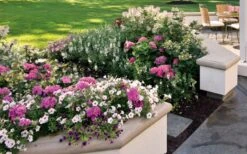 Let's Dance 'Big Band' Dwarf Hydrangea - 3 Gallon Pot -Garden Plant Shop hydrangea macrophylla lets dance big band 3