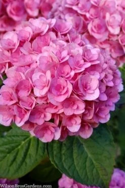Love Hydrangea - 3 Gallon Pot -Garden Plant Shop hydrangea macrophylla love 1