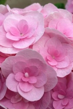 Love Hydrangea - 3 Gallon Pot