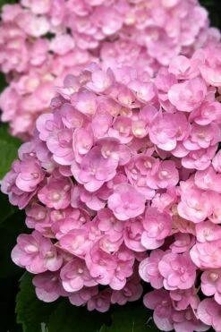 Love Hydrangea - 3 Gallon Pot -Garden Plant Shop hydrangea macrophylla love 5