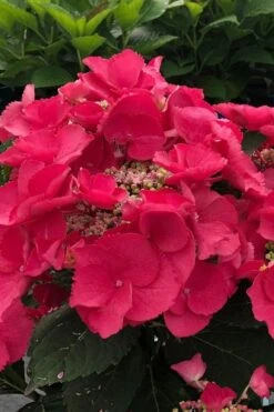 Cherry Explosion Hydrangea - 3 Gallon Pot -Garden Plant Shop hydrangea macrophylla mckay cherry explosion 100