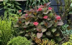 Miss Saori Hydrangea - 1 Gallon Pot -Garden Plant Shop hydrangea macrophylla miss saori 9