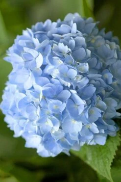 Penny Mac Hydrangea - 1 Gallon Pot 8 Penny Mac Hydrangea - 1 Gallon Pot -Garden Plant Shop hydrangea macrophylla penny mac 21 1
