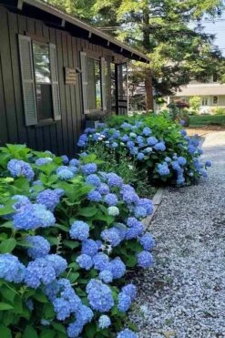 Penny Mac Hydrangea - 1 Gallon Pot 9 Penny Mac Hydrangea - 1 Gallon Pot -Garden Plant Shop hydrangea macrophylla penny mac 23 1