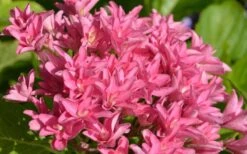 Princess Diana Hydrangea - 3 Gallon Pot -Garden Plant Shop hydrangea macrophylla princess diana 1