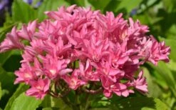 Princess Diana Hydrangea - 3 Gallon Pot -Garden Plant Shop hydrangea macrophylla princess diana 5