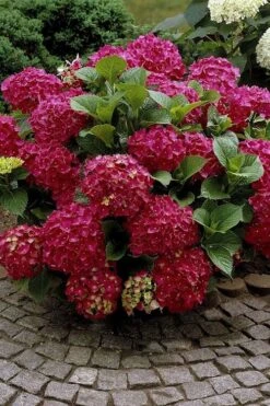 Red Sensation Hydrangea - 3 Gallon Pot -Garden Plant Shop hydrangea macrophylla red sensation 2